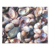 Seashell Foto Print (Vorne)