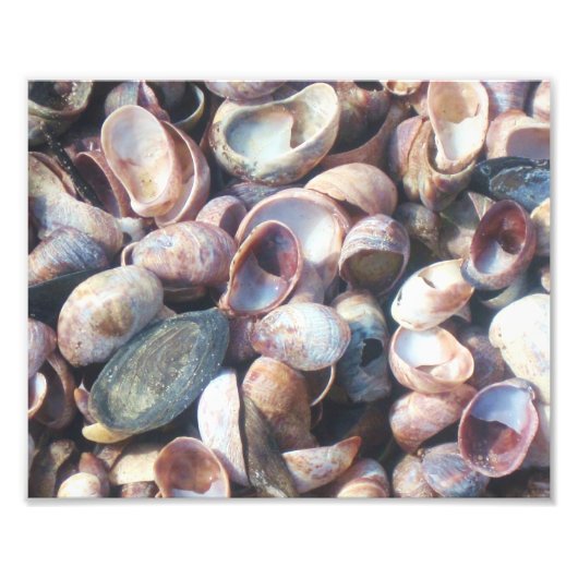 Seashell Foto Print (Vorne)