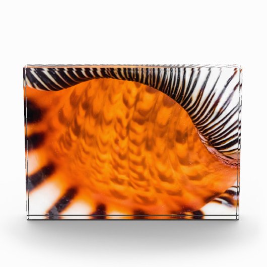 Seashell Fotoblock (Vorderseite)