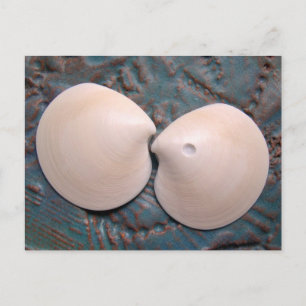 Seashell Fotografy Blank Postcard Postkarte