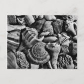 Seashell Fotografy Blank Postcard Postkarte (Vorderseite)
