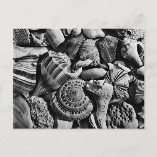 Seashell Fotografy Blank Postcard Postkarte (Vorderseite)