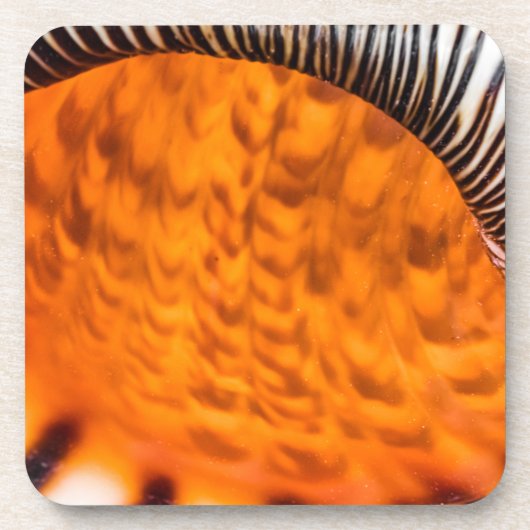 Seashell Getränkeuntersetzer (Vorderseite)