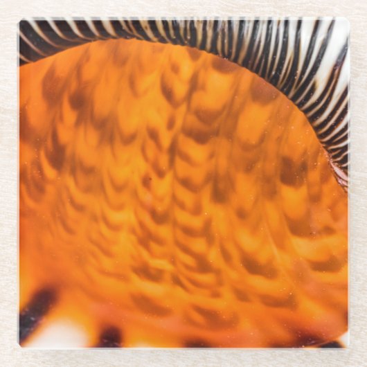 Seashell Glasuntersetzer (Vorderseite)