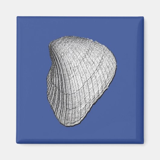 Seashell Magnet (Vorne)