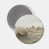 Seashell Magnet (Vorderseite/Rückseite)