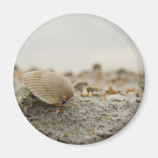 Seashell Magnet (Vorne)