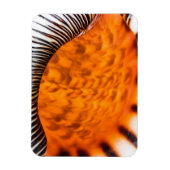 Seashell Magnet (Vertikal)