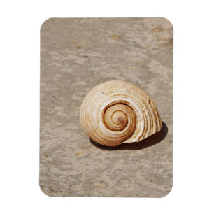 SeaShell Magnet