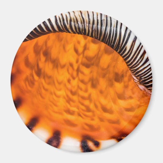 Seashell Magnet (Vorne)