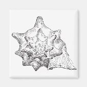 Seashell Magnet (Vorne)