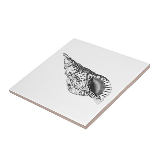 SEASHELL MEERESWELT KERAMIK TITEL FLIESE (Seite)