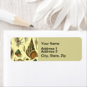 Seashell Muschel Mollusk Clam (Insitu)