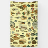 Seashell Muschel Mollusk Clam Banner (Vertikal)
