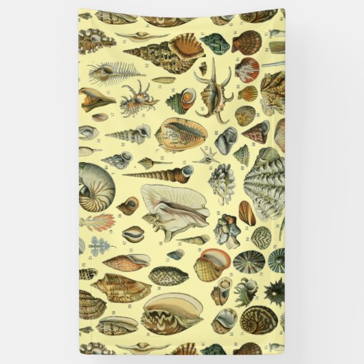 Seashell Muschel Mollusk Clam Banner (Vertikal)