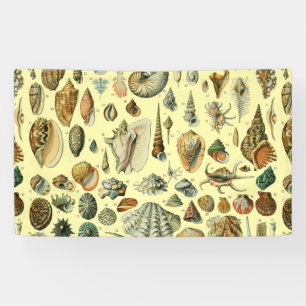 Seashell Muschel Mollusk Clam Banner