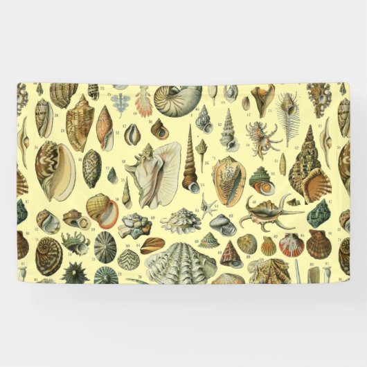 Seashell Muschel Mollusk Clam Banner (Horizontal)