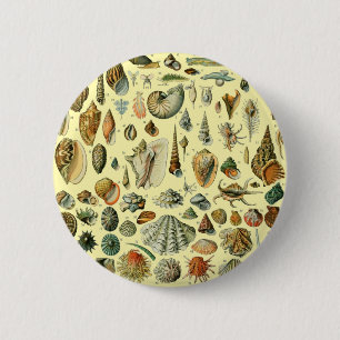 Seashell Muschel Mollusk Clam Button