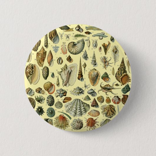Seashell Muschel Mollusk Clam Button (Vorderseite)