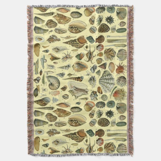 Seashell Muschel Mollusk Clam Decke (Vorderseite Vertikal)