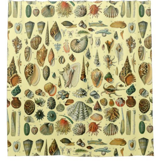 Seashell Muschel Mollusk Clam Duschvorhang (Vorderseite)