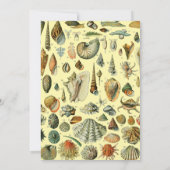 Seashell Muschel Mollusk Clam Einladung (Rückseite)