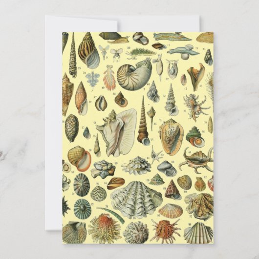 Seashell Muschel Mollusk Clam Einladung (Rückseite)