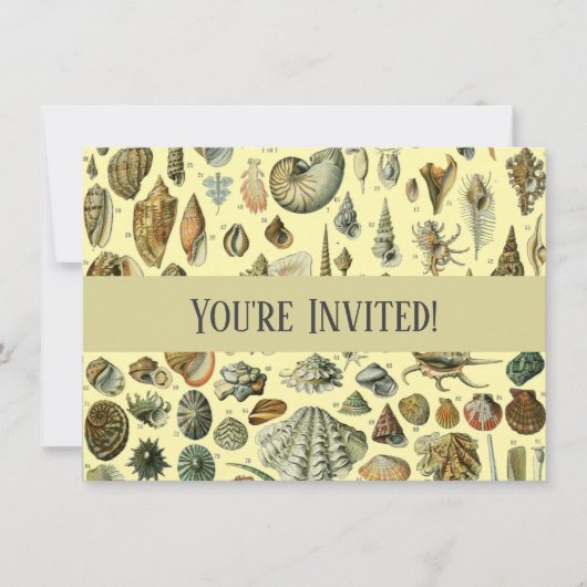 Seashell Muschel Mollusk Clam Einladung (Vorderseite)