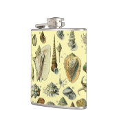 Seashell Muschel Mollusk Clam Flachmann (Links)