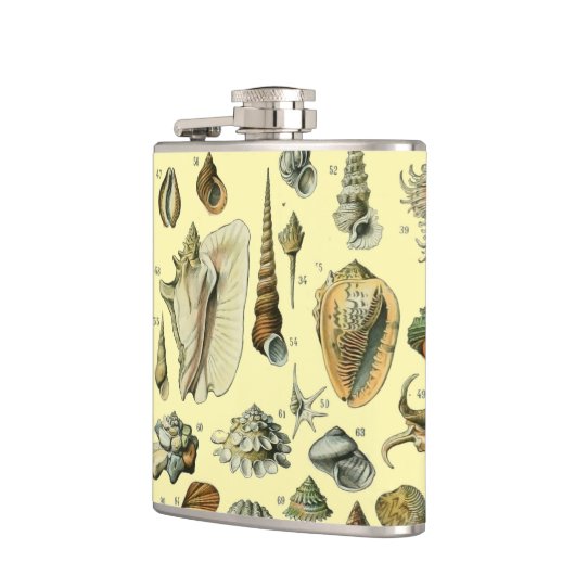 Seashell Muschel Mollusk Clam Flachmann (Links)