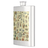 Seashell Muschel Mollusk Clam Flachmann (Links)