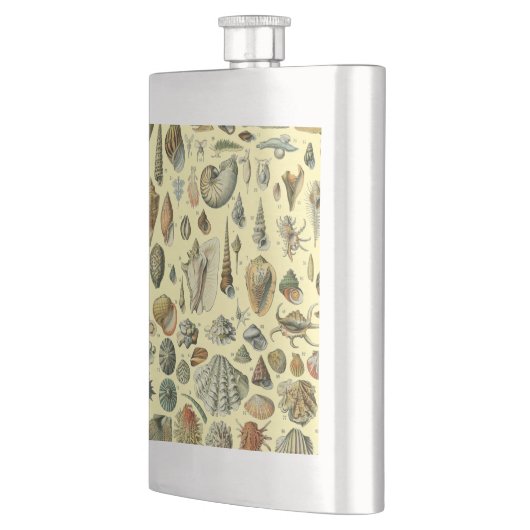 Seashell Muschel Mollusk Clam Flachmann (Links)