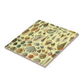 Seashell Muschel Mollusk Clam Fliese (Seite)