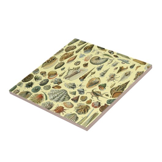 Seashell Muschel Mollusk Clam Fliese (Seite)