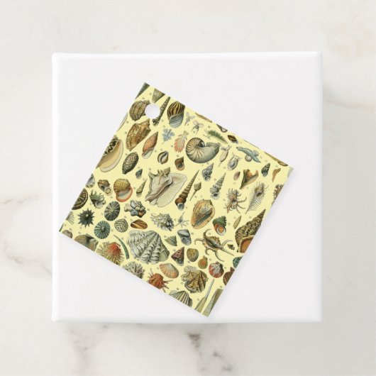 Seashell Muschel Mollusk Clam Geschenkanhänger (Beispiel)