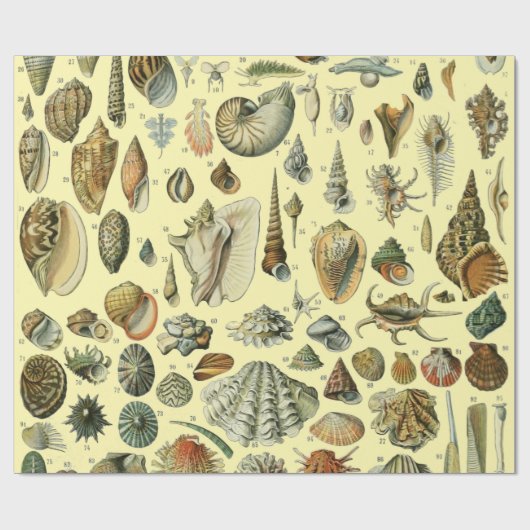 Seashell Muschel Mollusk Clam Geschenkpapier (Flach)
