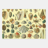 Seashell Muschel Mollusk Clam Geschenkpapier Set (Vorderseite 3)