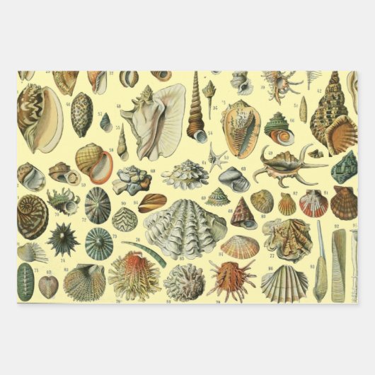 Seashell Muschel Mollusk Clam Geschenkpapier Set (Vorderseite 3)