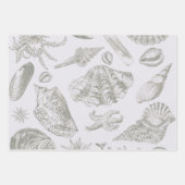 Seashell Muschel Mollusk Clam Geschenkpapier Set (Vorderseite 2)