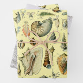 Seashell Muschel Mollusk Clam Geschenkpapier Set (Beispiel)