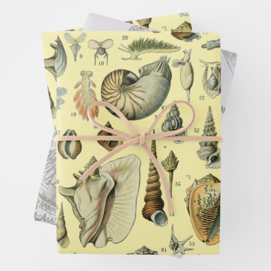 Seashell Muschel Mollusk Clam Geschenkpapier Set (Beispiel)