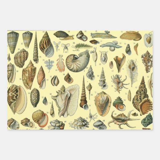 Seashell Muschel Mollusk Clam Geschenkpapier Set (Vorderseite)