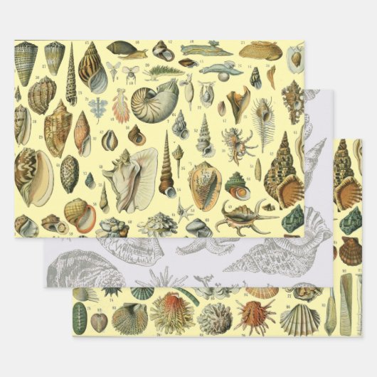 Seashell Muschel Mollusk Clam Geschenkpapier Set (Set)