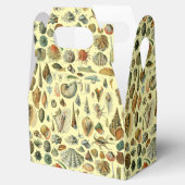 Seashell Muschel Mollusk Clam Geschenkschachtel (Geöffnet)