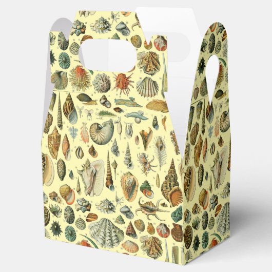 Seashell Muschel Mollusk Clam Geschenkschachtel (Geöffnet)