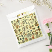 Seashell Muschel Mollusk Clam Geschenktütchen (Versiegelt)