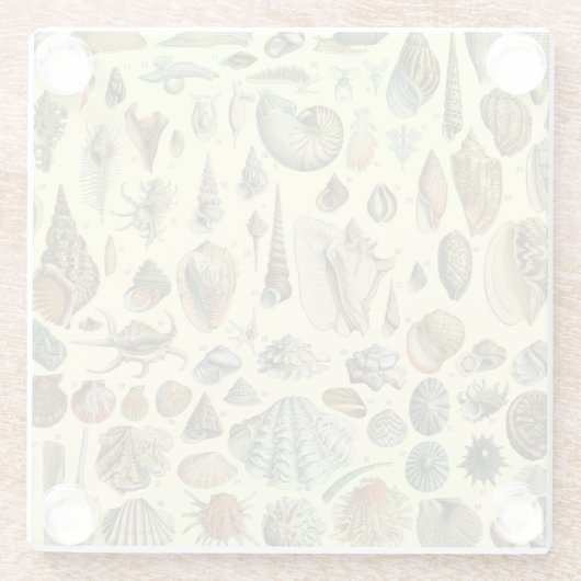 Seashell Muschel Mollusk Clam Glasuntersetzer (Rückseite)