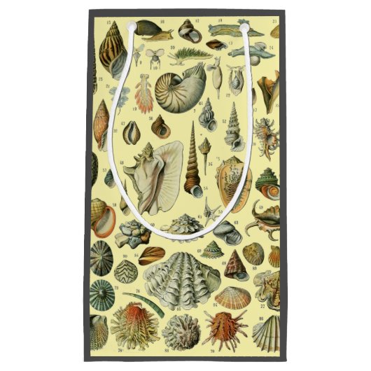 Seashell Muschel Mollusk Clam Kleine Geschenktüte (Vorderseite)