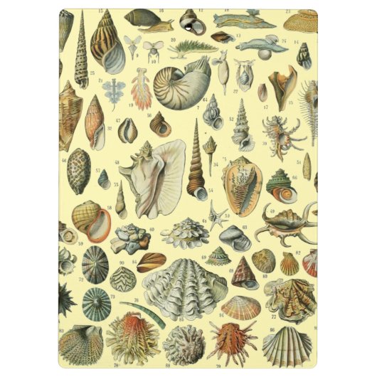 Seashell Muschel Mollusk Clam Klemmbrett (Rückseite)