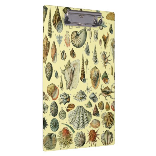 Seashell Muschel Mollusk Clam Klemmbrett (Rechts)